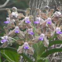 <i>Vanda tessellata</i>  (Roxb.) Hook. ex G.Don